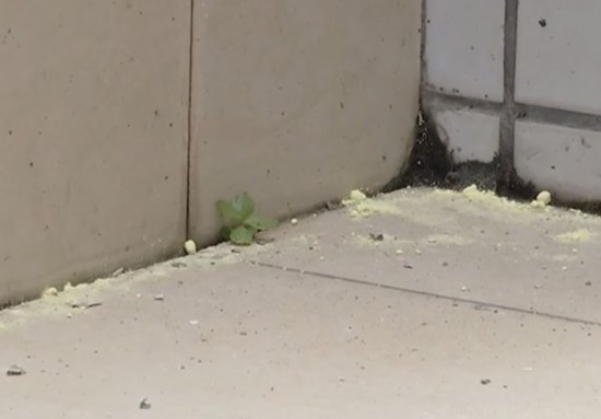 居民将蛇蛋搁屋里结果孵化了 上百条蛇爬进居民楼