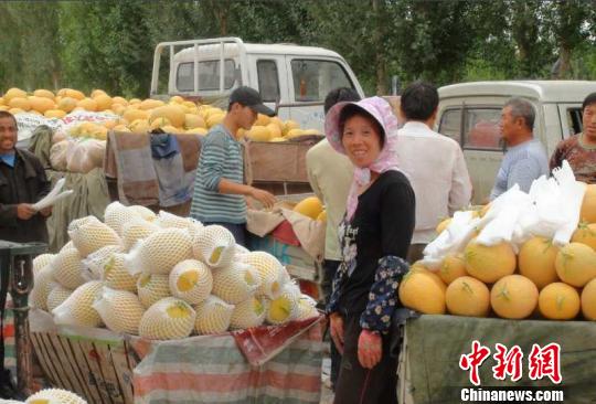 甘肃玉门蜜瓜“抱团”闯市场“一体化”发展促农增收