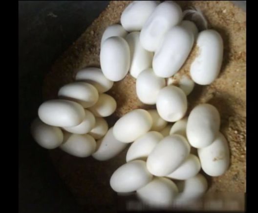 居民将蛇蛋搁屋里结果孵化了 上百条蛇爬进居民楼