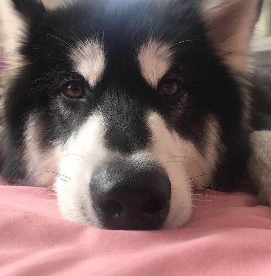 爱犬在宠物店寄养十天后死亡 主人赶到后只见骨灰盒