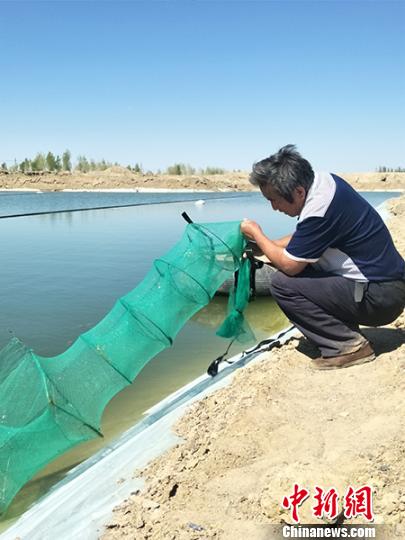 新疆兵团职工沙漠边缘成功养殖北美对虾（图）