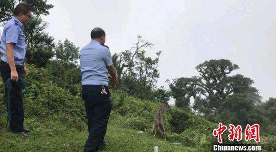 国家二级保护动物斑羚遭“绑架”工人报警救助