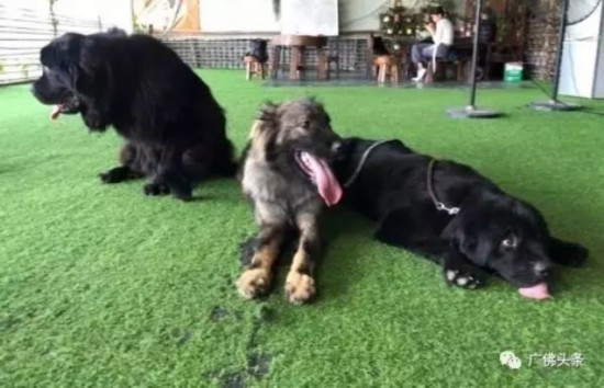 广佛头条微信公号 图