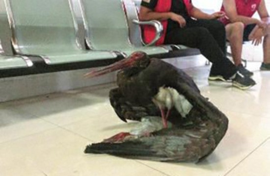 鸟中大熊猫黑鹳受伤掉落陕西境内 经救治无效死亡