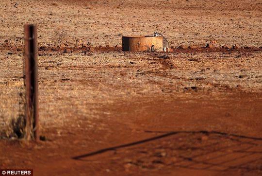 在新南威尔士州西北部Gunnedah镇以西,一只袋鼠正在一个受干旱影响的围场里喝水