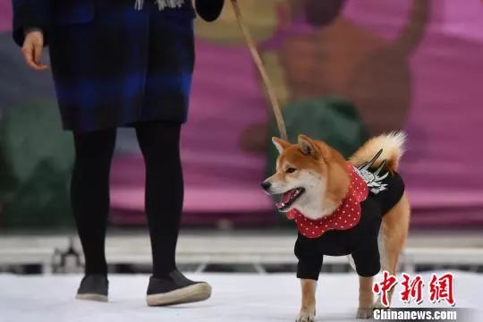 资料图。张浪 摄