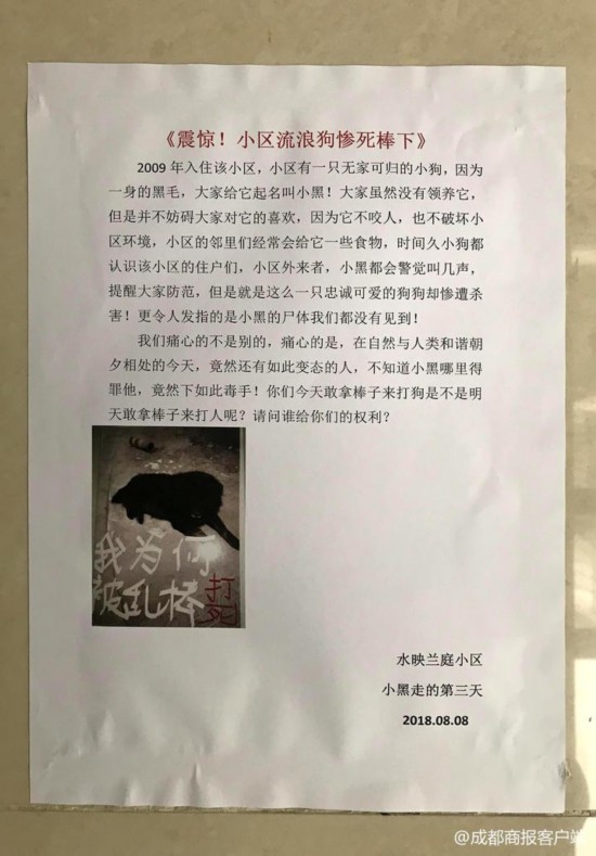 小区喂8年流浪狗被打死 爱狗业主挂横幅花圈讨公道