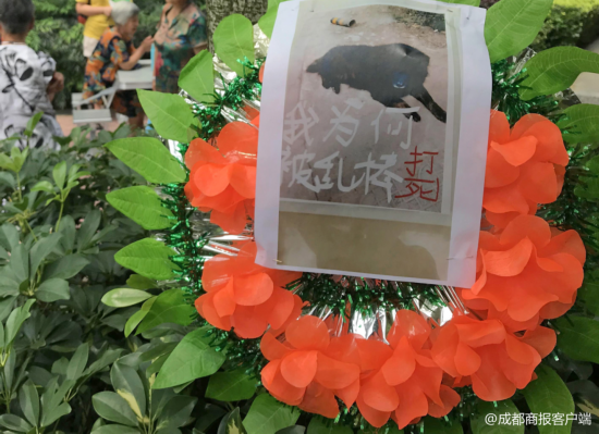小区喂8年流浪狗被打死 爱狗业主挂横幅花圈讨公道