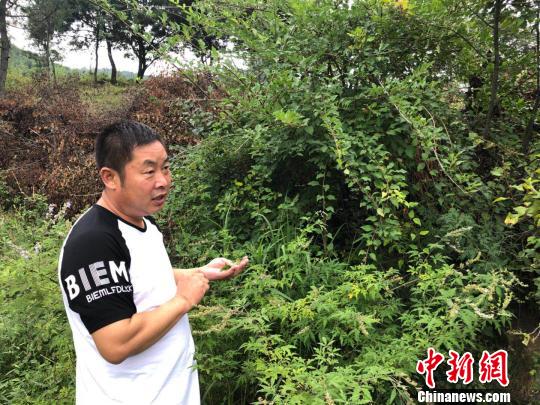 山西&ldquo;煤炭之乡&rdquo;山村变形记：从&ldquo;挖山&rdquo;到&ldquo;耕山&rdquo;