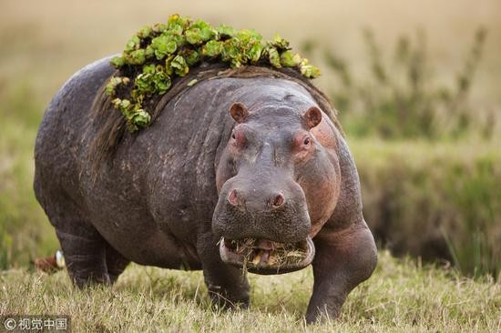 河马 （图片来源：视觉中国）