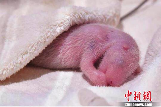 旅日大熊猫“良浜”顺利产仔（图）