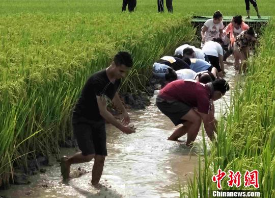 稻花香里捕肥鱼湖南辰溪“鱼稻双收”助脱贫