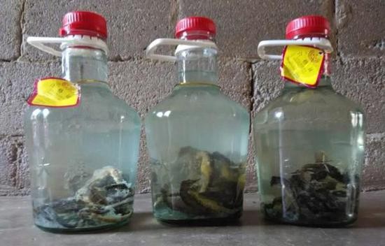 自制海马酒。 资料图