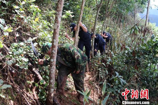 云南村民毁林种橡胶树“被抓”家属主动铲除5000余株