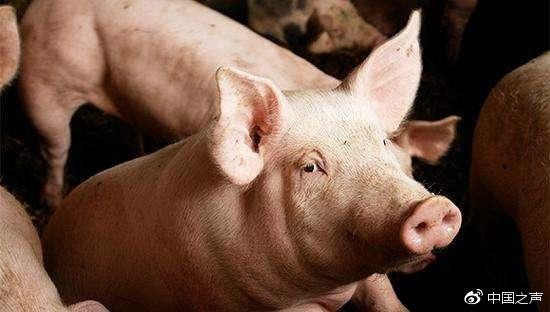本月发三起猪瘟疫情 农业农村部:正调查是否有联系