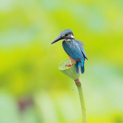 普通翠鸟张万生摄