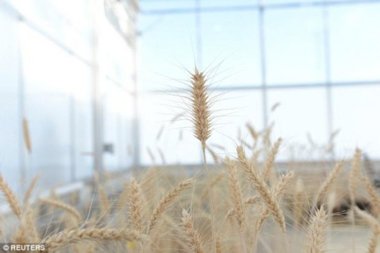 基因编辑技术以生物体内的特定基因为干涉目标，要么阻碍其产生不良特征，要么对其进行修改、使其朝着积极的方向变化。