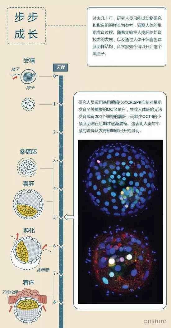 插图来源:Nik Spencer; 图片来源:Norah Fogarty、Kathy Niakan