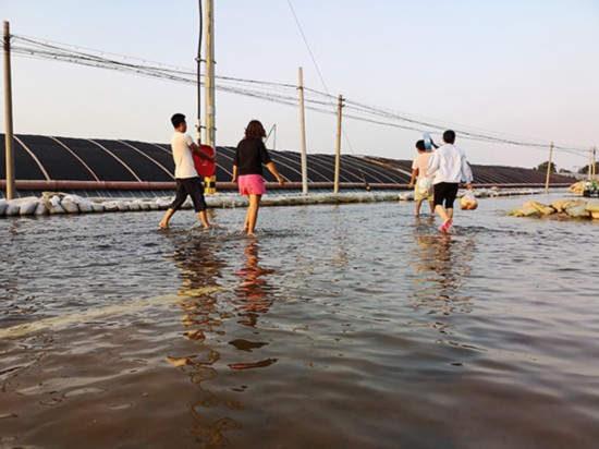 8月24日，寿光市孟家官庄的蔬菜大棚里还有积水，村民用抽水泵将积水抽到外面的大路上。 澎湃新闻记者 祝文博 图