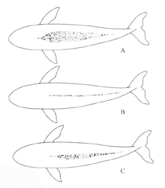 江豚背部棘状小结节分布特征——A。印太江豚（宽脊江豚） B。窄脊江豚长江亚种（长江江豚） C。窄脊江豚东亚亚种（改自王丕烈《中国鲸类》）