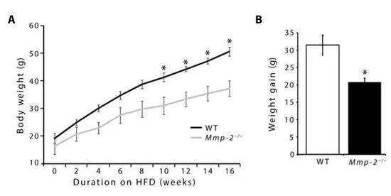 ▲缺乏MMP-2的小鼠,在高脂饮食下,体重有明显减轻(图片来源:《Science Translational Medicine》)