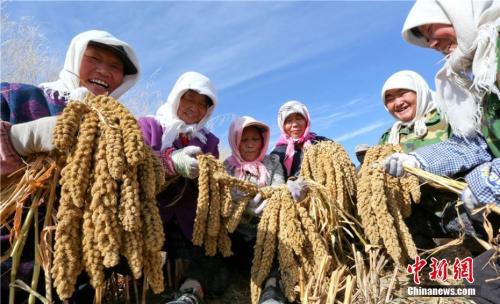 资料图：2017年10月13日，位于祁连山下甘肃张掖小米种植专业合作社的农户正在忙碌着收割成熟的绿色有机无公害谷子。王将 摄