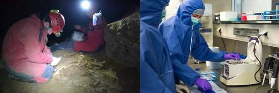 左：古DNA研究人员收集洞熊骨骼进行遗传分析（ Viorel Lascu ）；右：在古DNA实验室处理古代样品（Karla Fritze ）。