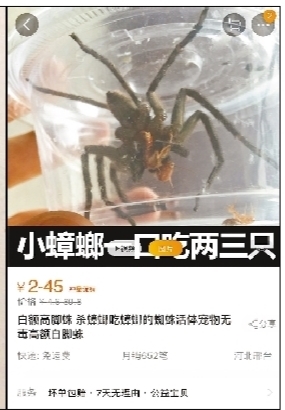 网红蜘蛛真是“灭蟑神器”吗？