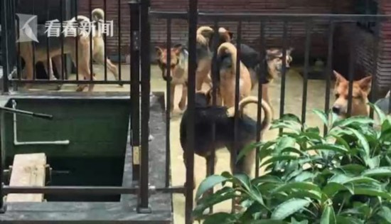 小区业主养了11条狗 邻居因恶臭整个夏天没敢开窗_荔枝网新闻