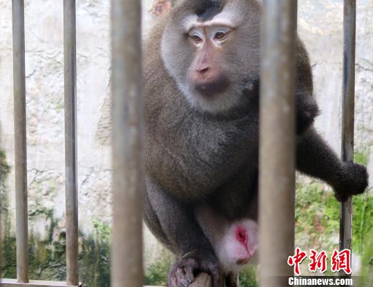 云南一店家圈养国家保护动物8年当宠物