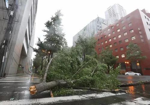 9月4日，在日本大阪，被强风折断的树木倒在地上。新华社/法新