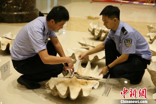 南宁海关查获重大走私砗磲案案值逾百万元