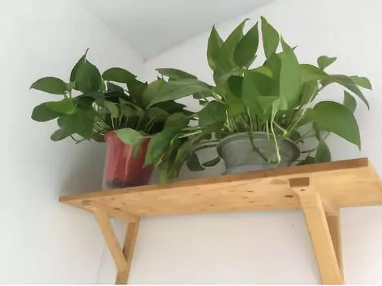 管家送来的绿萝