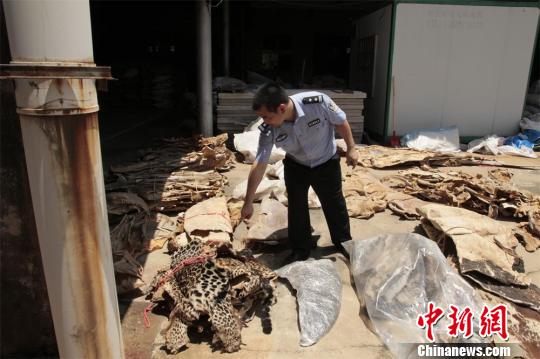 湛江海关破特大走私濒危珍贵动物制品案案值近4.7亿元