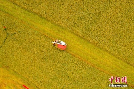 资料图:村民收割粮食。周星亮 摄