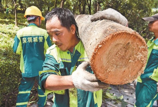 城管绿化应急队员在福中三路清理倒伏树木。  深圳晚报 图