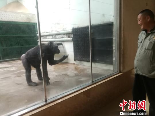 确保动物“人丁”兴旺石家庄动物园跨城为大龄女黑猩猩择偶