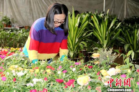 盆花绿植为青海格尔木花农铺就增收之路