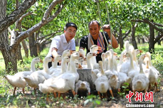 从“扶贫鹅”到“公益岗”廊坊全面小康路上不让一个人掉队