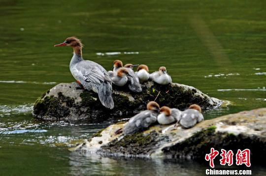 吉林确立中华秋沙鸭保护目标：2030年长白山区种群数量翻倍