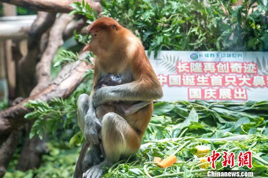 中国首只大鼻猴宝宝在穗诞生将于国庆首展