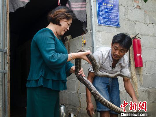 广西钦州卖菜女跨界成脱贫致富领头人