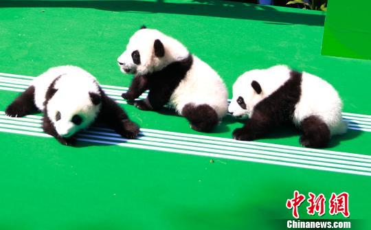 成都新生大熊猫宝宝亮相带来别样“音乐表演”