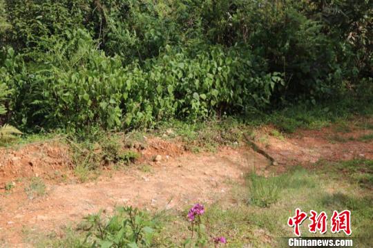 剧毒蛇捕鼠被困老鼠笼幸得民警救出