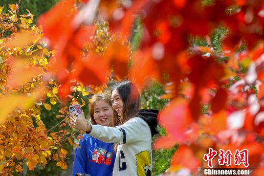 八达岭国家森林公园进入红叶最佳观赏期