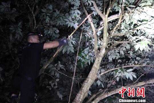 云南一条3.5米长网纹蟒蛇悄悄进入居民家“吃鸡”(图)