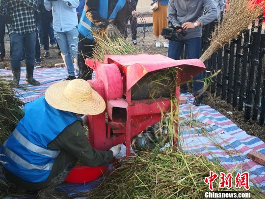 青岛城阳耐盐碱水稻成功试种亩产达261公斤（图）