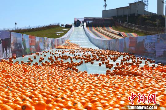 三峡夷陵5万个“奔跑桔”助力扶贫助学