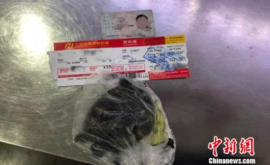 男子裆部藏乌龟欲乘机三亚机场安检员“火眼”查获(图)
