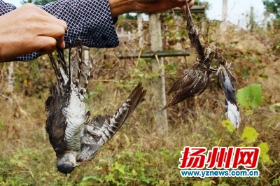 捕鸟网上的死鸟